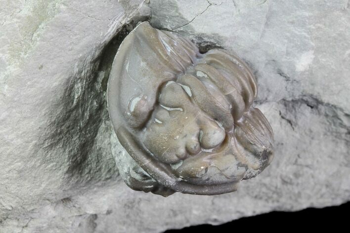Wide Enrolled Flexicalymene Trilobite - Mt Orab, Ohio #85629